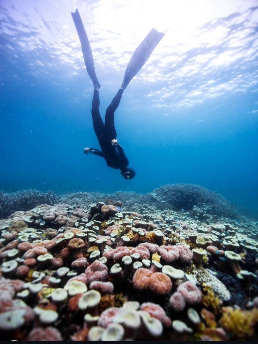 Apnea Total, Koh Tao