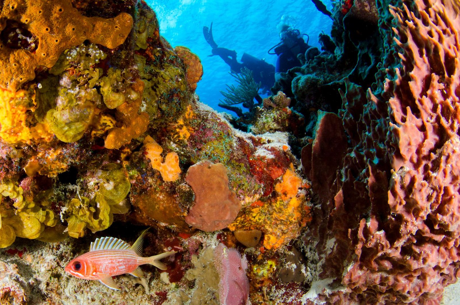 Diving in Koh Tao
